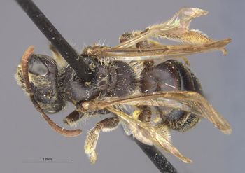 Media type: image;   Entomology 30485 Aspect: habitus dorsal view